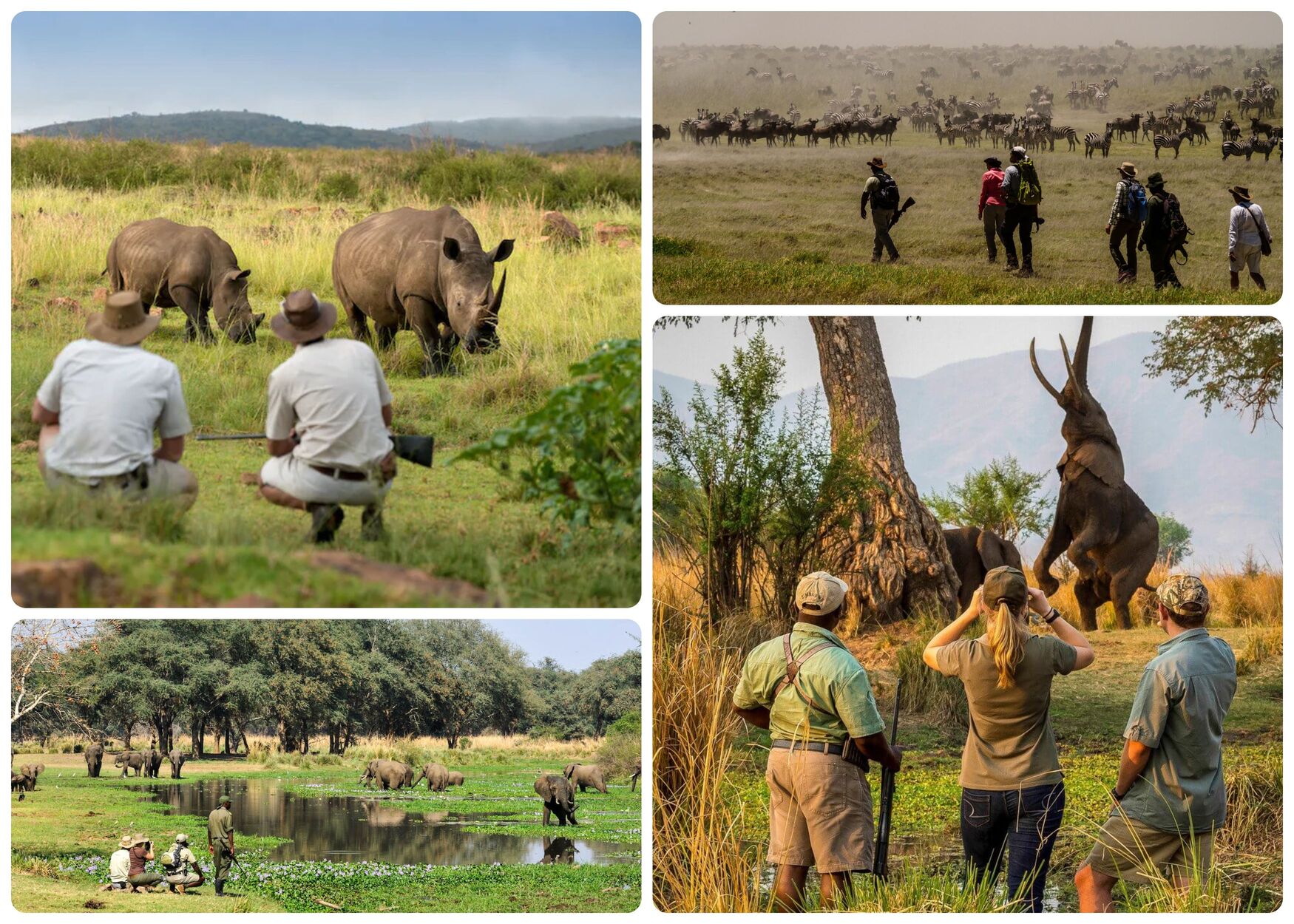 Afrique walking safari