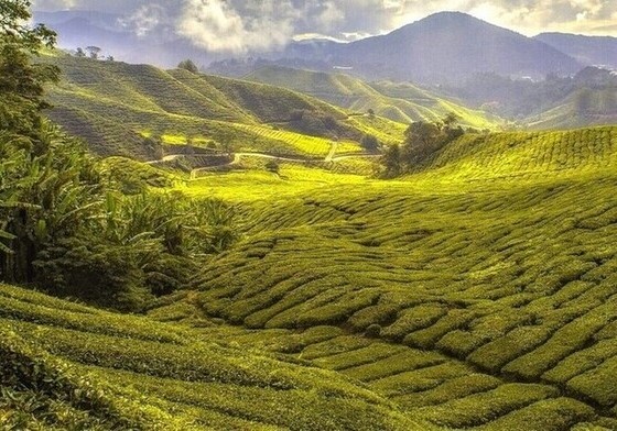 Malaisie Cameron Highlands