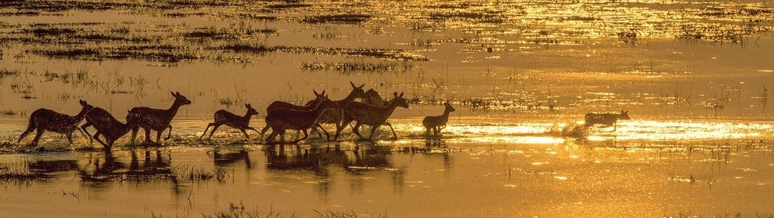 Voyage Botswana delta Okavango min 3