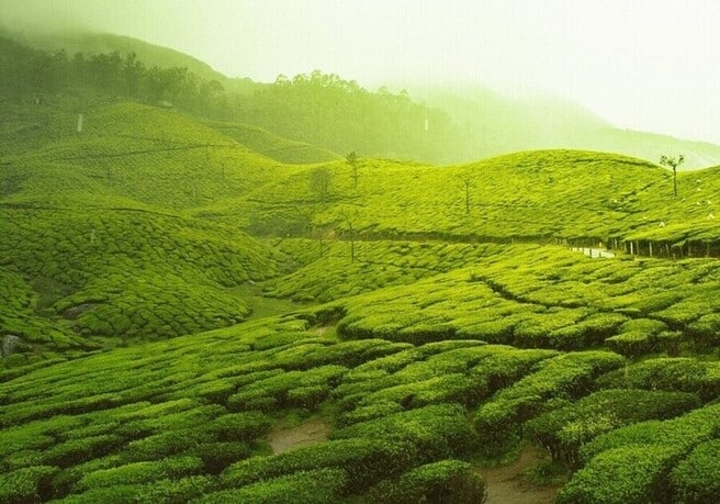 nuwara eliya the plantations sri lanka