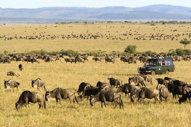 Migration arrives Masai Mara min