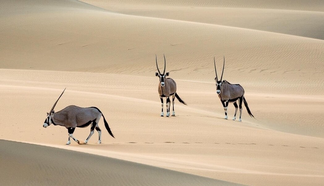 Safari Namibie 1