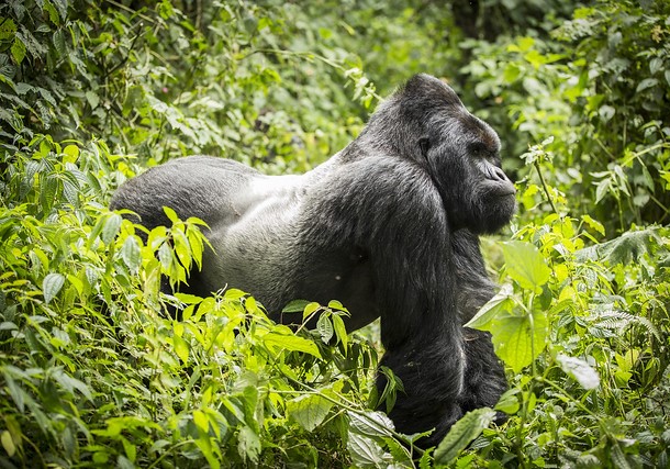 Safari Rwanda Virunga gorilles