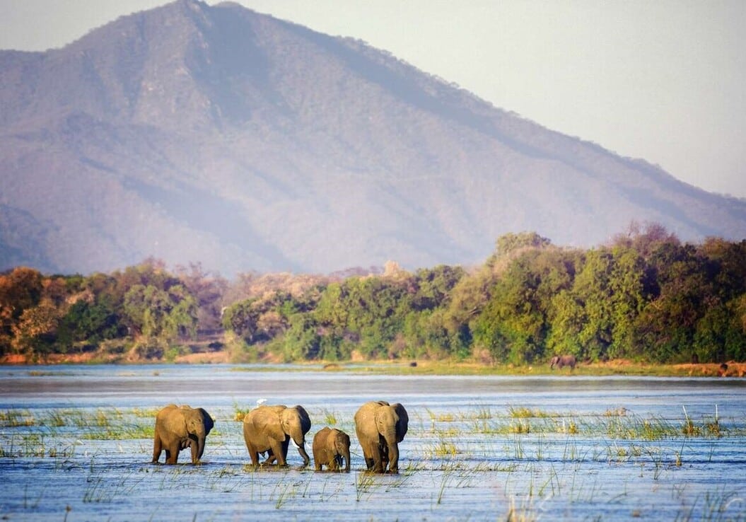 elephants traveling through the zambezi river in mana pools zimbabwe 1067478410 0ee1d7bc16ec49f3b8adc8ea07764e0b