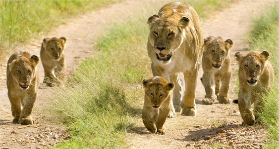 tanzanie troupe lions serengeti