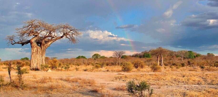 La brousse de Ruaha et ses baobabs