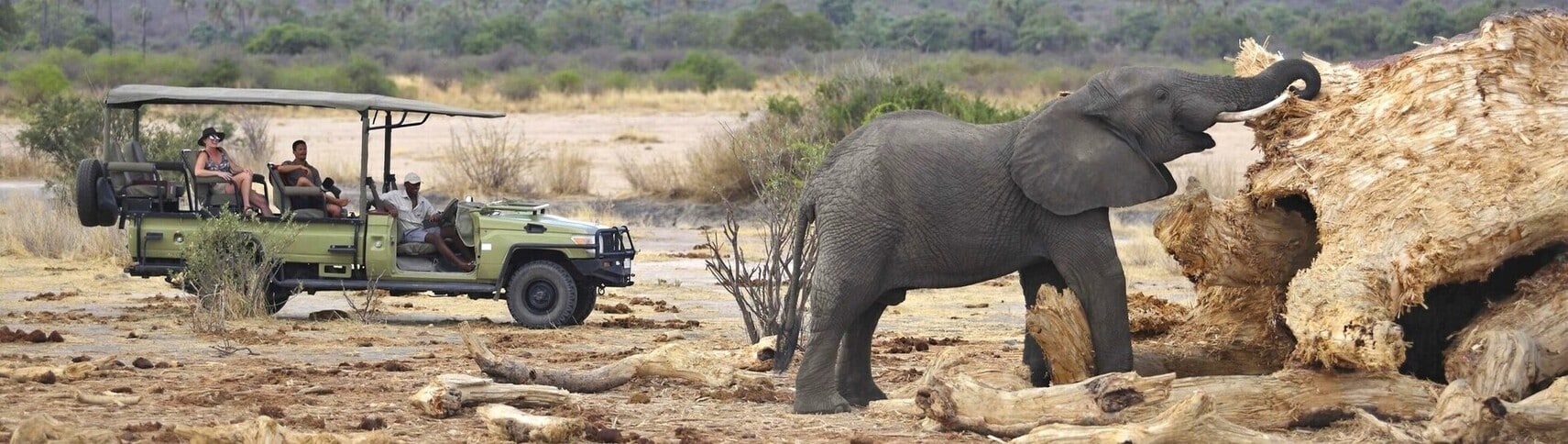 Safari Ruaha Tanzanie