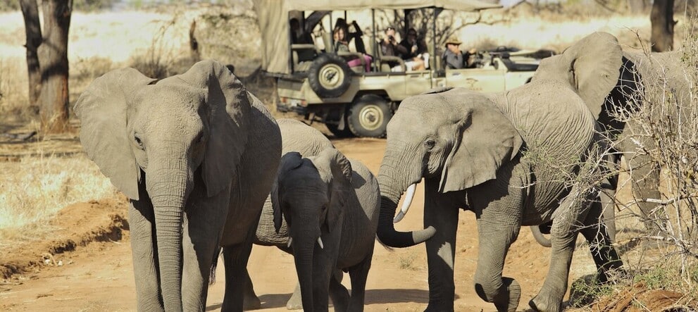 Safari en 4X4 dans le parc de Ruaha au sud de la Tanzanie