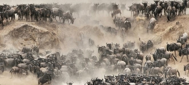 Concentration de gnous avant leur traversée de la rivière Mara au cours de leur migration entre la Tanzanie et le Kenya