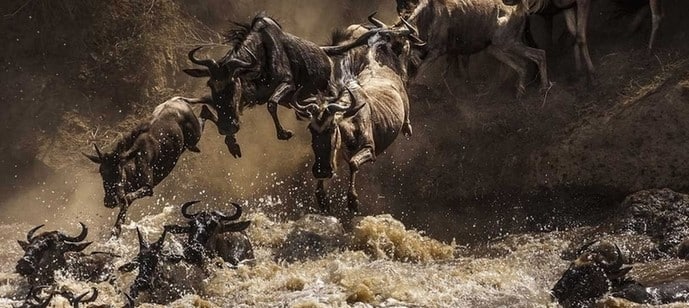 Gros plan sur des gnous qui travesent la rivière Mara dans le nord de la Tanzanie