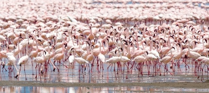 Concentration de flamands roses sur le lac Manyara en Tanzanie