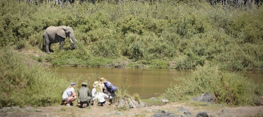 Approche au plus près d'un éléphant dans le parc de Ruaha