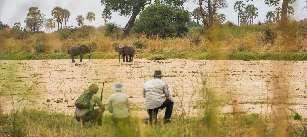 Safari à pied dans le parc de Ruaha