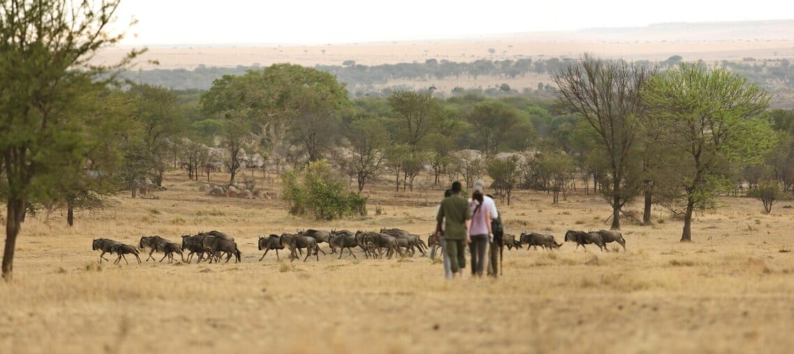 Safari à pied dans le nord de la Tanzanie